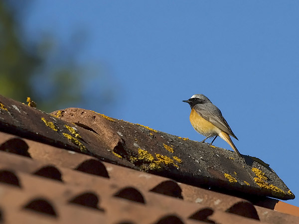 Leppälintu, Common Redstart, Phoenicurus phoenicurus